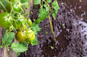 coffee-grounds-for-plants